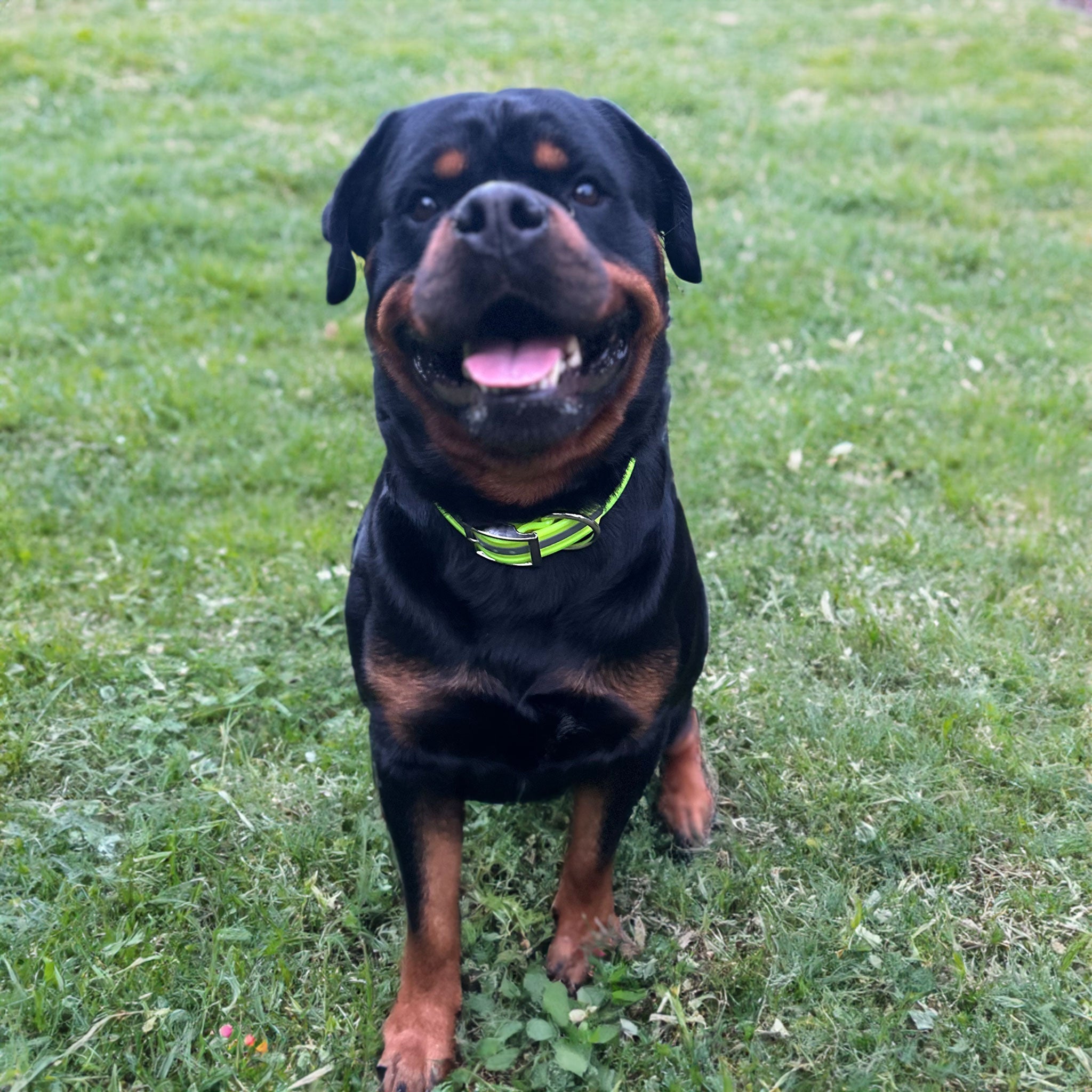 Odin in 1 1/2" Collar