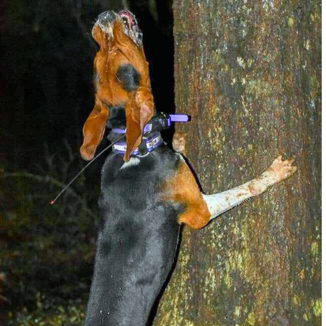 Beagle Treed with Garmin TT15X and custom name tag collar.