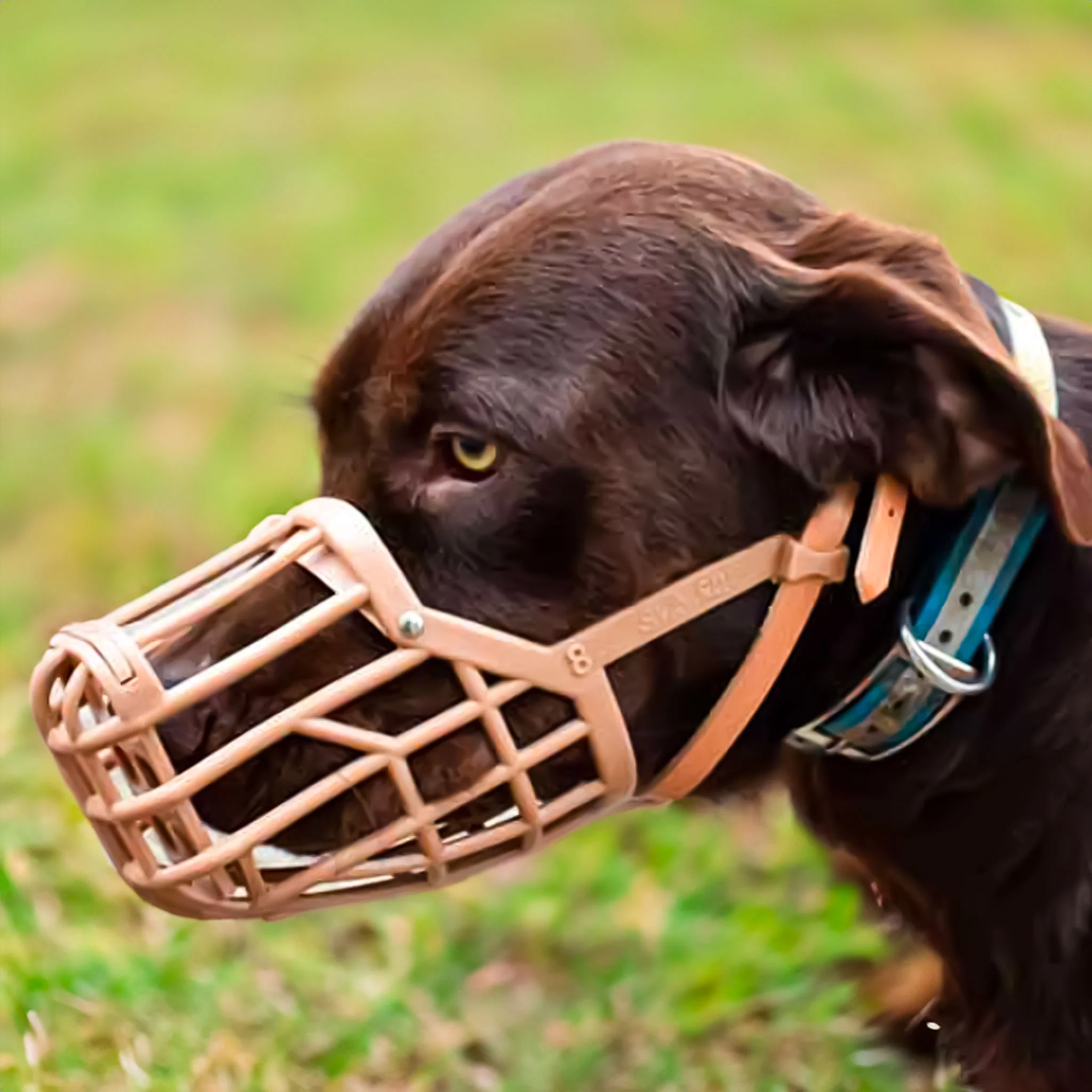 Italian Basket Dog Muzzle Questions & Answers