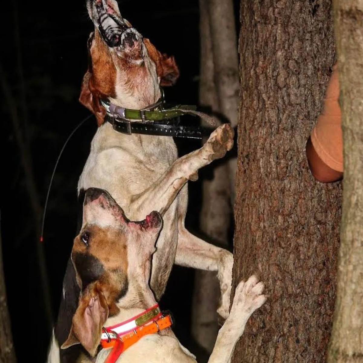 Coon hunting tracking systems online