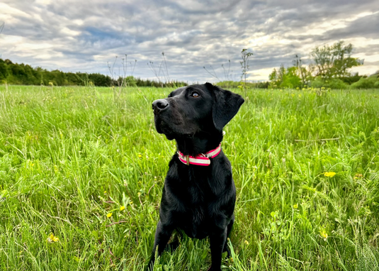 ODS Premium Collars