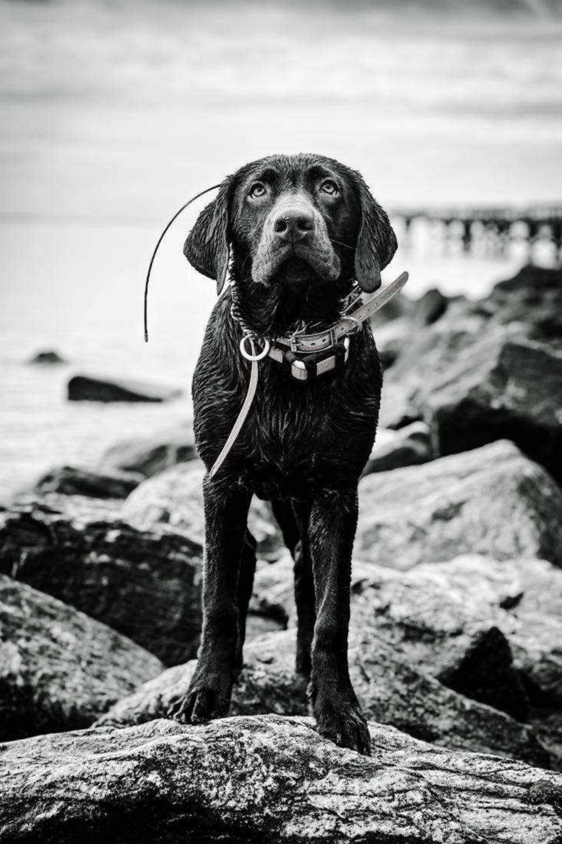 Garmin Alpha 300 Dog Tracking and Training Handheld – Outdoor Dog Supply