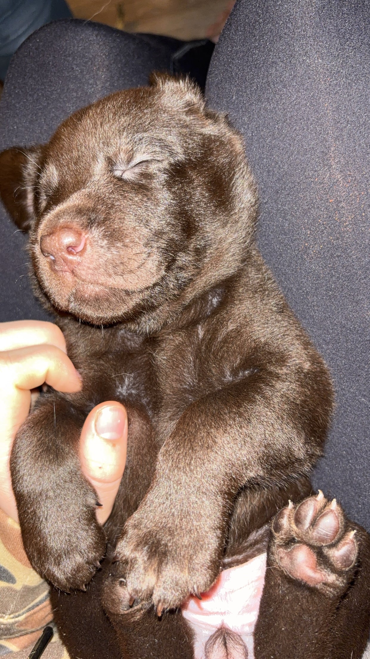 Emmy- Globo TT25 test product