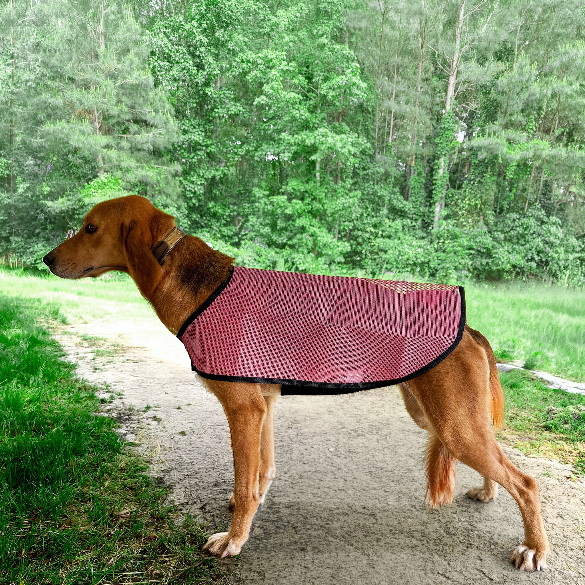 hound in a pink air weave paint cover blanket