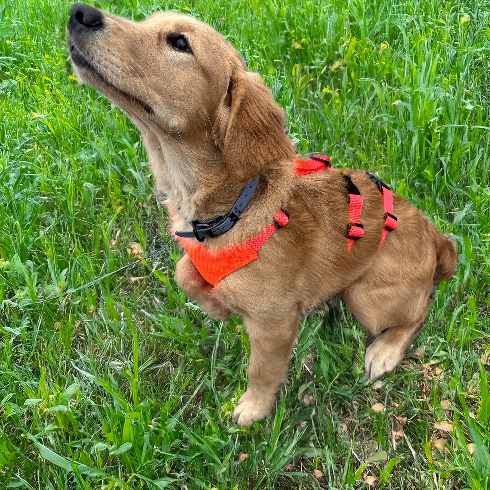 skid plate on puppy golden retriever 
