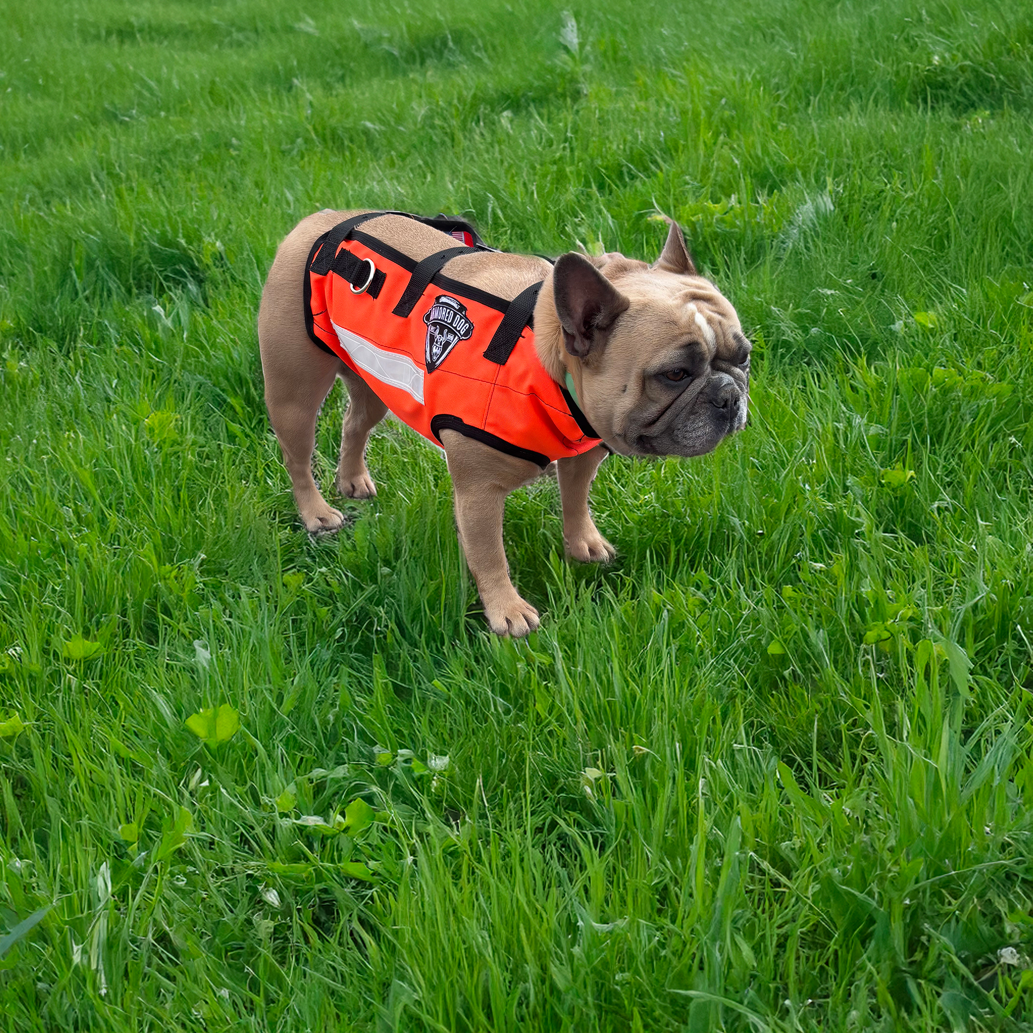 French bulldog in a armored vest by southern cross